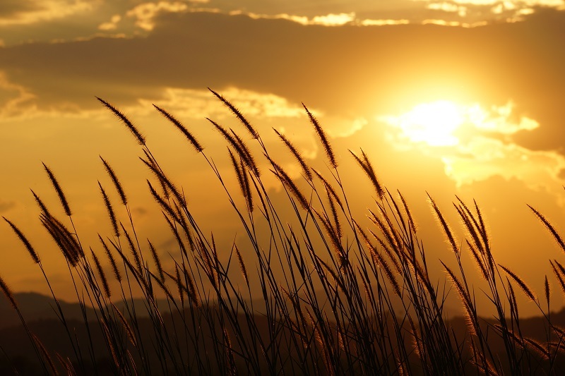 Tulips flowers  / million flowers