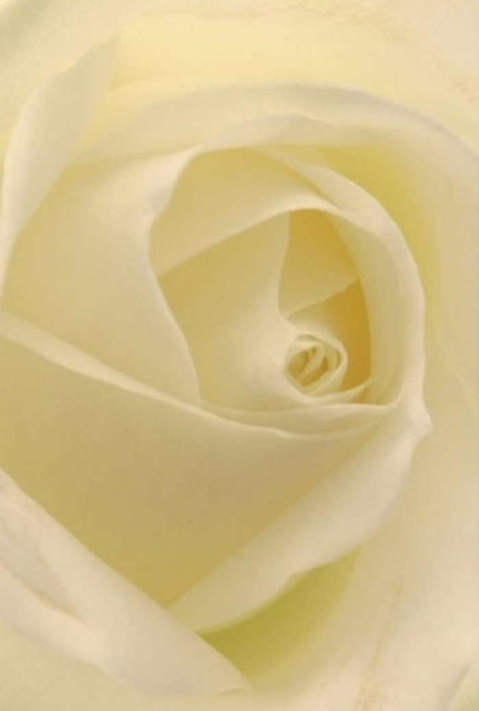 Drawn intimately close to this classic white rose, you become enveloped in its harmonious layering-petals of soft cream and purest ivory swirling inwards with natural grace. In the gentle daylight typical of Southgate's leafy lanes, the bloom appears softly luminous, as though it's illuminated from within. Shadows curve tenderly through the core, emphasizing each velvety fold and contour. The arrangement evokes a calm sophistication, the sort you might find in a centerpiece at a wedding reception held at The Walker Ground or on a mantelpiece in an elegant Southgate home. To the touch, the petals would feel almost frosted in their cool smoothness, yet strong and resilient. This rose, always appropriate yet never ordinary, becomes a vessel for sincere emotion-whether gratitude, remembrance, or a new beginning. Its subtle scent seems to drift into the air, gentle and clean, bringing a sense of tranquility to any space. As a florist in Southgate, I see this bloom as more than a flower; it's a tribute to every careful hand and loving thought behind its selection, echoing the local pride in every meaningful occasion we help to create.